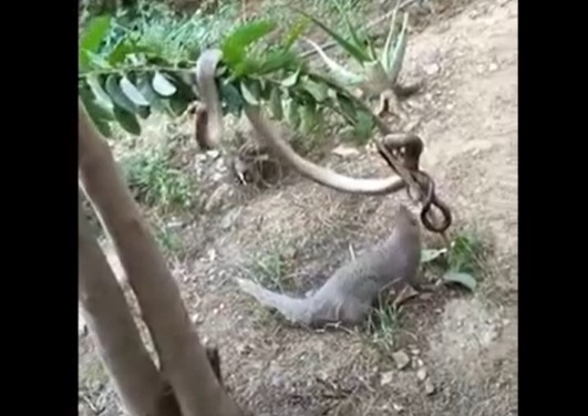 Clip: Cuộc chiến khốc liệt của rắn chuột Ấn Độ với cầy Mangut