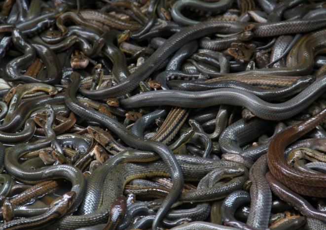 Hòn đảo có hàng trăm nghìn con rắn độc, nơi loài người không dám đặt chân