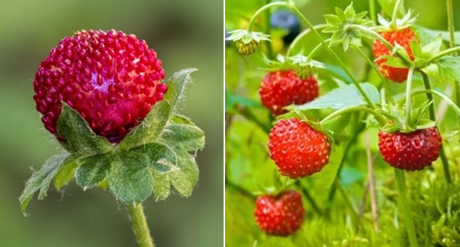 Tại sao quả dâu tây lại có 'hạt' ở bên ngoài?