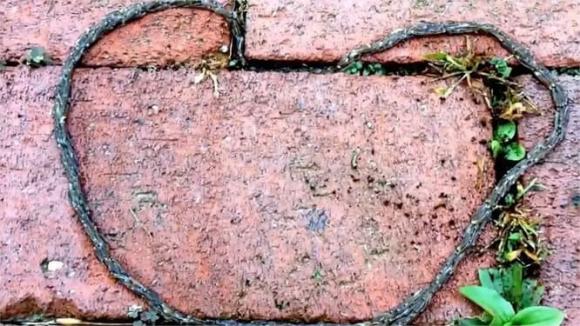 Một con rắn nghìn chân được phát hiện ở Shennongjia, có thể hồi sinh sau khi bị đứt thành nhiều mảnh? Chuyên gia: Đây là một thảm họa