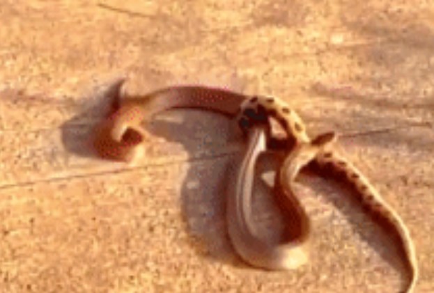 Clip: Cuộc chạm trán đầy kịch tính giữa hai loài rắn thuộc nhóm "tứ đại nọc độc"