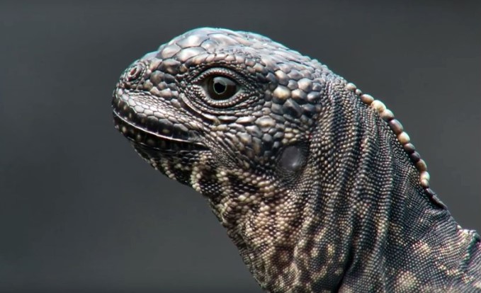 Clip: Cuộc chiến sinh tồn nghẹt thở của cự đà biển giữa muôn trùng hiểm nguy từ kẻ thù