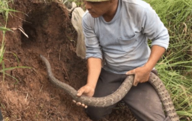 Clip: Người đàn ông thả con rắn lớn vào hang, và chỉ một lát sau, kết quả bất ngờ đã xuất hiện