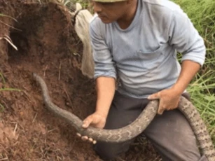 Clip: Người đàn ông thả con rắn lớn vào hang, và chỉ một lát sau, kết quả bất ngờ đã xuất hiện