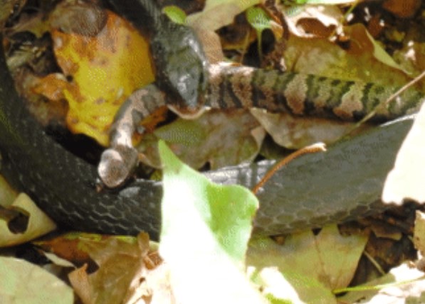 Clip: Cuộc đối đầu nghẹt thở khi "tay đua tốc độ" chạm trán rắn độc