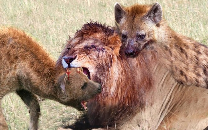 Clip: Đang mải mê tận hưởng con mồi, linh cẩu bất ngờ bị sư tử giáng đòn trừng phạt khủng khiếp