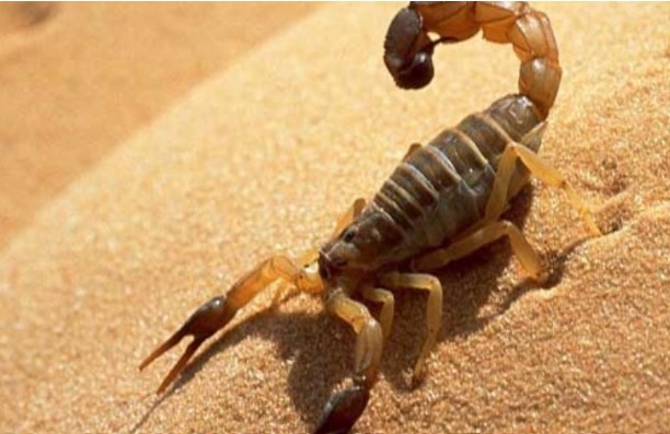 Tại sao bọ cạp là đứng đầu trong ngũ độc, vượt mặt cả loài rắn rết?