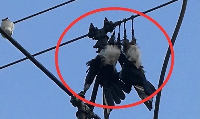 Tại sao các loài chim lớn dễ bị điện giật hơn? Điều khủng khiếp diễn ra sau khi 1 con chim bị giật điện là gì?
