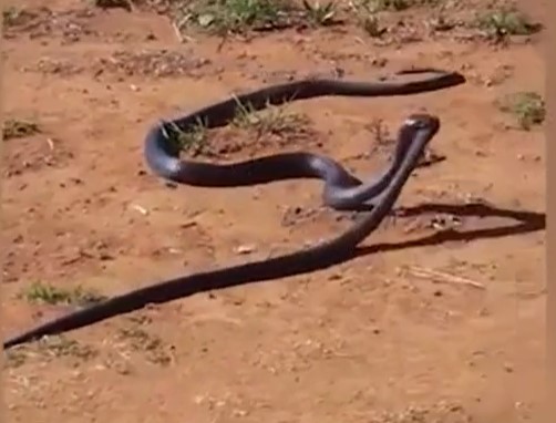 Clip: Rắn ngoặm đầu đồng loại kéo vào bụi rậm để ăn thịt
