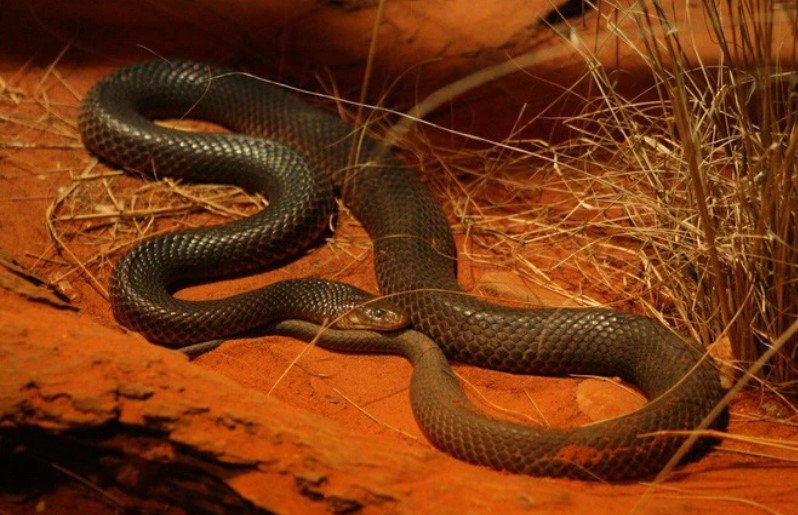 Rắn Mulga: 'Quái vật' chứa nọc độc làm tan máu, chuyên cắn người đang ngủ say