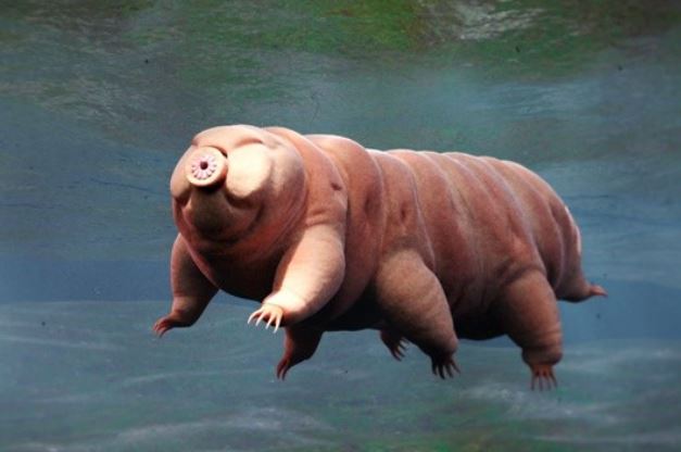 Kì lạ 8 loài động vật sinh con mà không cần con đực giao phối