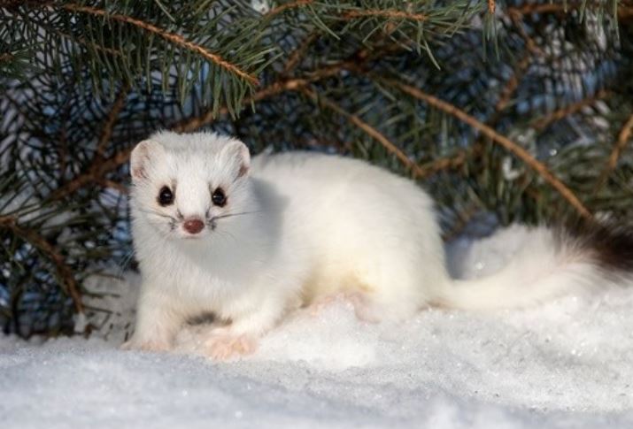 6 loài động vật cực đặc biệt có thể biến đổi màu sắc vào mùa đông