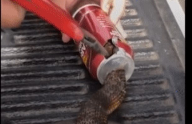 Clip: Cuộc giải cứu đầy căng thẳng, người hùng bất ngờ cứu sống rắn hổ độc mước Úc