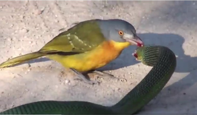 Clip: Chim 'sát thủ' hạ gục rắn độc nhất châu Phi trong chớp mắt