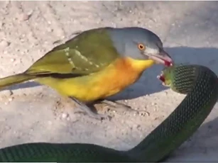 Clip: Chim 'sát thủ' hạ gục rắn độc nhất châu Phi trong chớp mắt