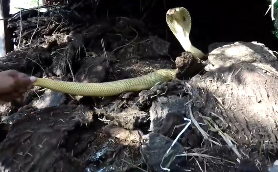 Clip: Chuyên gia bắt rắn kéo con hổ mang ra khỏi đống phân bò, phát hiện gây sốc phía sau