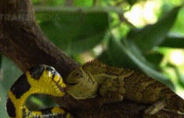 Clip: Cuộc đối đầu định mệnh của rắn độc với kỳ nhông bé nhỏ