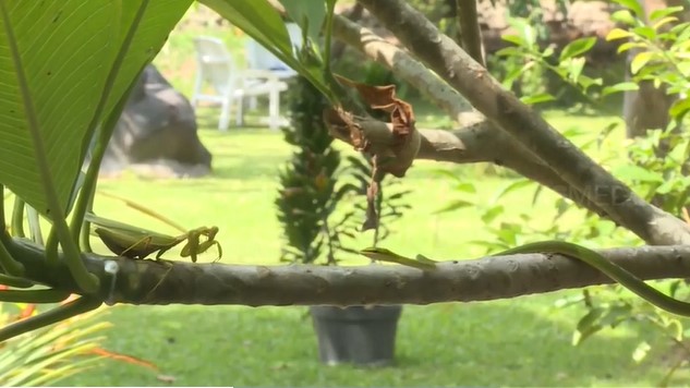 Clip: Coi thường đối thủ nhỏ bé, rắn độc trả giá bằng chính mạng sống của mình