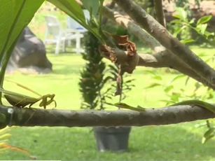 Clip: Coi thường đối thủ nhỏ bé, rắn độc trả giá bằng chính mạng sống của mình
