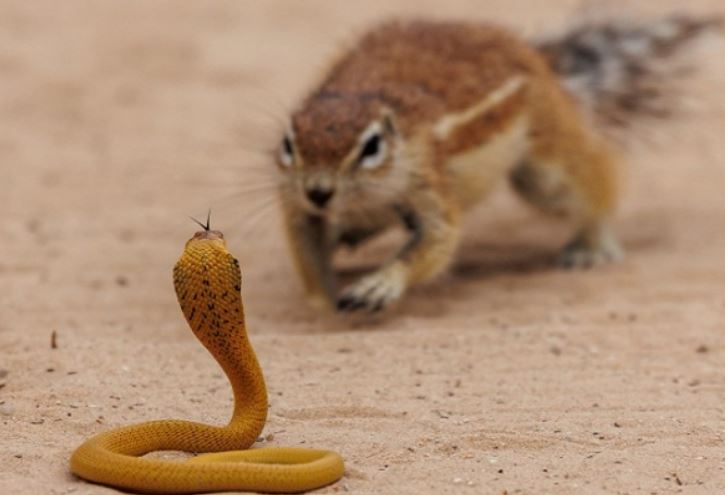 Clip: Sóc đất liều mình đánh đuổi rắn hổ mang để bảo vệ đàn con nhỏ và cái kết bất ngờ