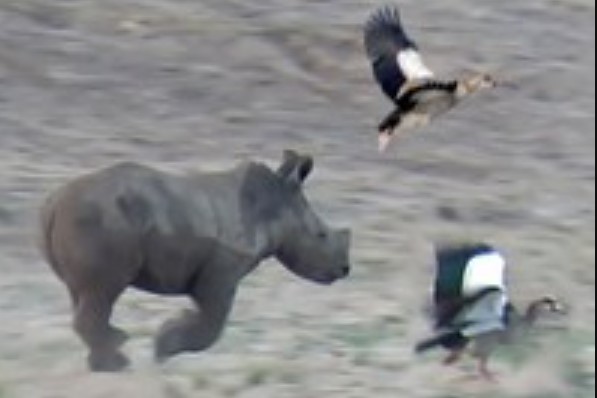 Clip: Ai ngờ những chiến binh tê giác lại có ngày đi "đuổi chim, bắt bướm"
