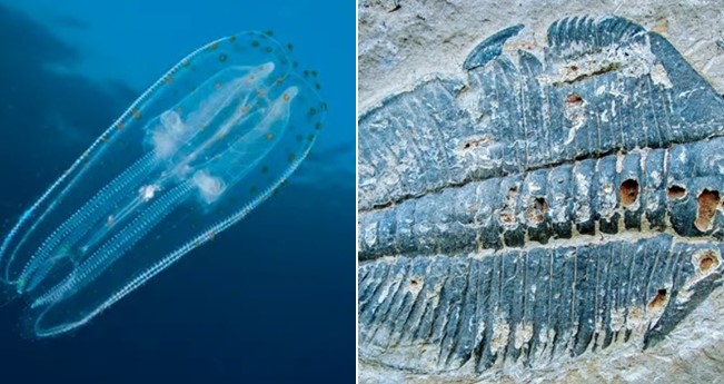 Không phải khủng long, đây mới là loài động vật đầu tiên xuất hiện trên Trái đất