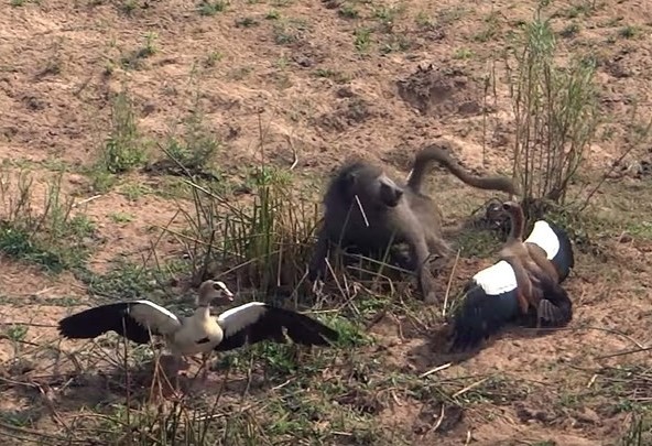 Clip: Phi vụ thế kỷ của khỉ đầu chó