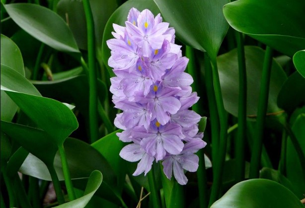 Lo&#x1EA1;i c&#xE2;y c&#x1ECF; c&#x1EE7;a Vi&#x1EC7;t Nam l&#xE0; thu&#x1ED1;c qu&#xFD; &#xED;t ai bi&#x1EBF;t, t&#x1EA1;i ph&#x1B0;&#x1A1;ng T&#xE2;y &#x111;&#x1B0;&#x1EE3;c s&#x103;n l&#xF9;ng nh&#x1B0; thu&#x1ED1;c qu&#xFD;