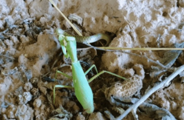 Clip: Cuộc chiến 'sinh tử' của rắn và bọ ngựa