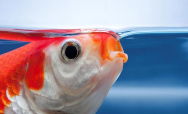 Làm thế nào cá lấy oxy từ nước nhanh như vậy?