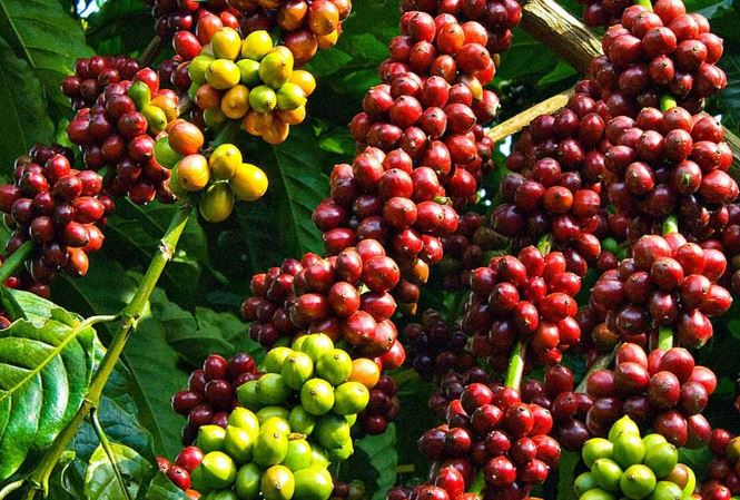 Giá cà phê lập kỷ lục mới