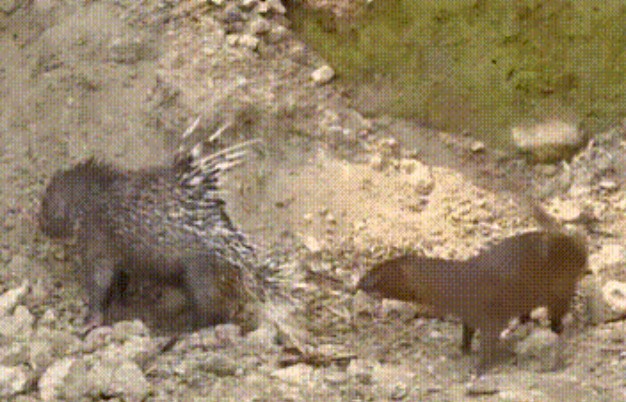 Clip: Cuộc đối đầu kịch tính giữa cầy Mangut với nhím, cái kết thật bất ngờ