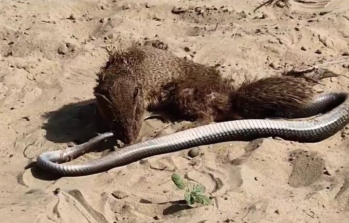 Clip: Rắn hổ mang đụng độ cầy mangut và cái kết không ai ngờ tới