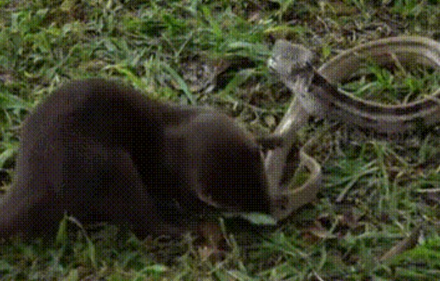 Clip: Cuộc đối đầu kịch tính giữa rắn hổ ngựa và rái cá, kết cục không ngờ