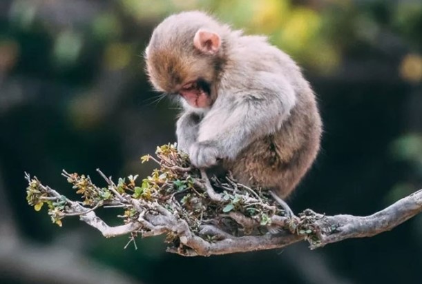 Tử vi tuổi Thân tháng 8/2024: Sự nghiệp hanh thông, tình duyên trắc trở