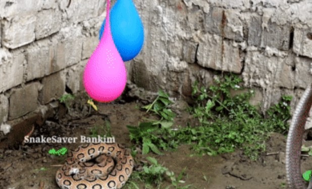 Clip: Rắn hổ mang 'chật vật' luyện công với những quả bóng bay, cái kết đầy bất ngờ