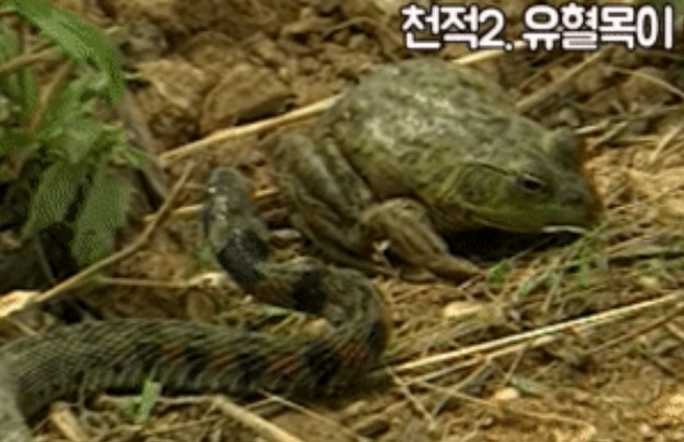 Clip: Ếch đối đầu với rắn độc, căng mình như quả bóng để tìm cơ hội sống sót