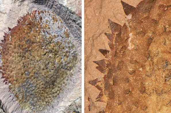 Quái vật 514 triệu tuổi "hiện hình" nguyên vẹn ở Trung Quốc