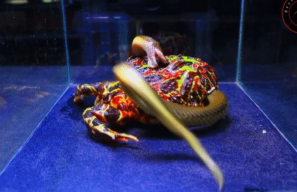 Clip: Cuộc đấu kịch tính giữa rắn độc và ếch sừng, kẻ săn mồi đối đầu với tử thần