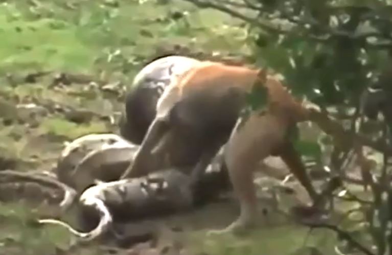 Clip: Chó nhà bị trăn 'khủng' tấn công vài cái kết mỹ mãn