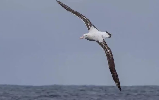 Loài chim nào 1 năm bay vòng quanh thế giới 3 lần, chung tình bậc nhất?