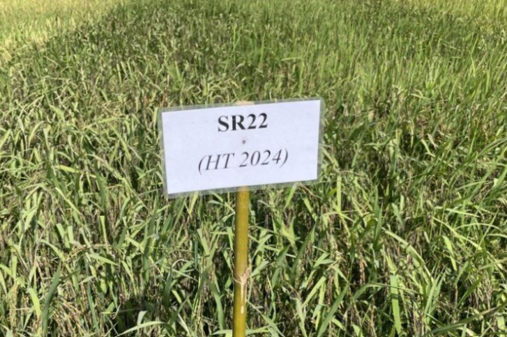 Nhà khoa học Việt tạo giống lúa màu năng suất cao