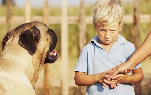 Các nhà khoa học đã tìm hiểu xem chó có ngửi thấy mùi sợ hãi ở người hay không. (Ảnh: Chalabala/Getty Images).