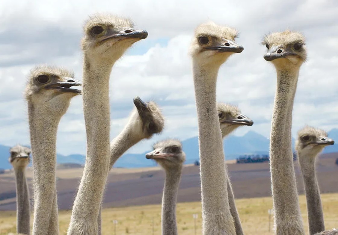 6 loài chim hung hãn và nguy hiểm nhất thế giới