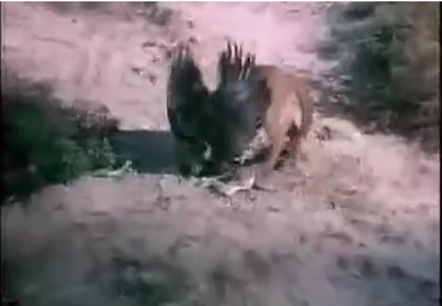 CLIP: Đại bàng nhận kết thảm khi săn mồi trong lãnh địa của sư tử núi