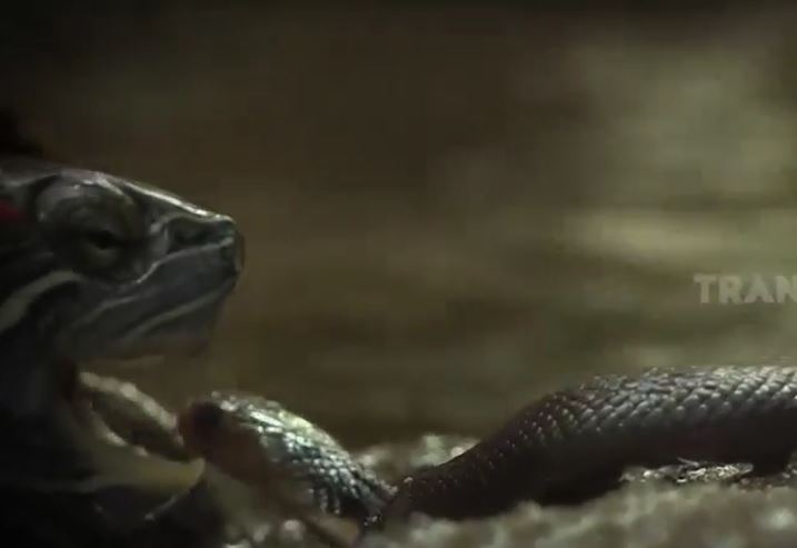 Clip: Rắn hổ mang bị rùa 'xử tử' trong vòng '1 nốt nhạc'