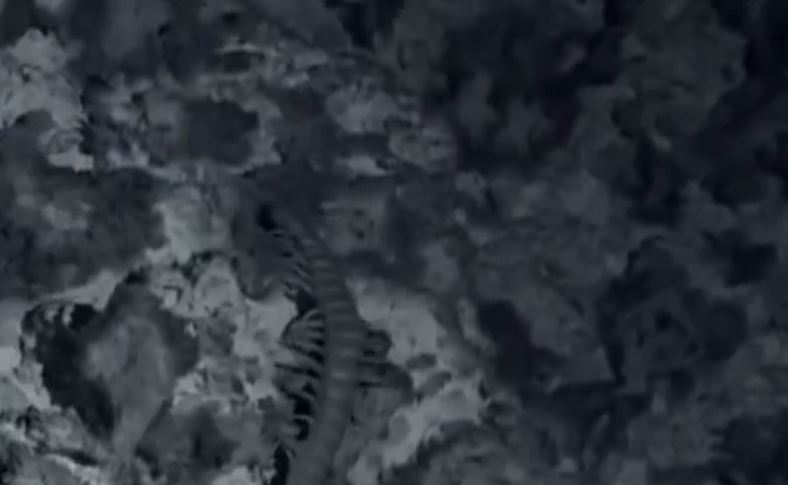 Treo ngược trong hang, rết khổng lồ đối đầu với dơi và cái kết khiến ai nấy ngỡ ngàng