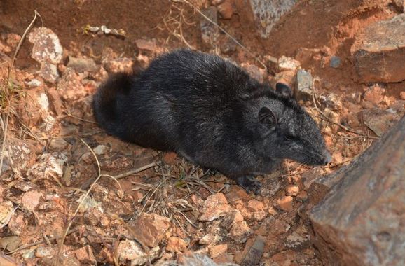 5 loài vật đã tuyệt chủng cách đây hàng triệu năm bỗng "sống dậy": Số 1 từng xuất hiện ở Việt Nam
