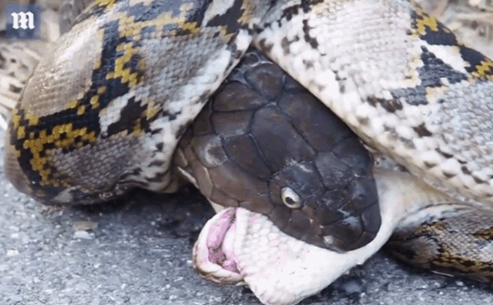 Clip: Trận tử chiến kịch tính giãu rắn hổ mang và trăn gấm