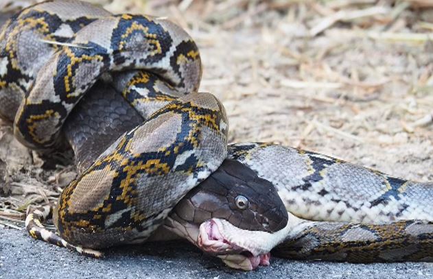 Clip: Trăn gấm tử chiến với rắn hổ mang chúa và cái kết ít ai ngờ tới